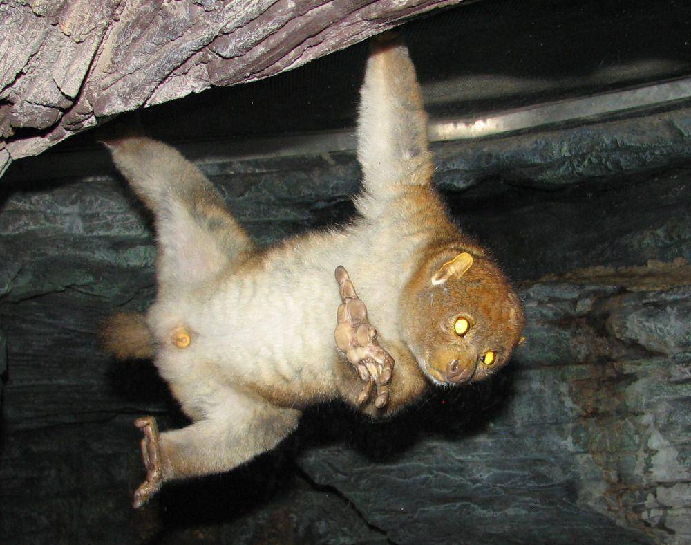 Potto (commons.wikimedia.org/Ltshears)