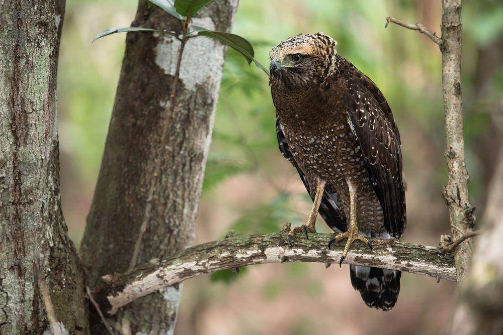 Burung elang (zh.wikipedia.org/Rushen)