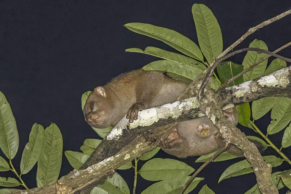 Potto (commons.wikimedia.org/Charles J. Sharp)