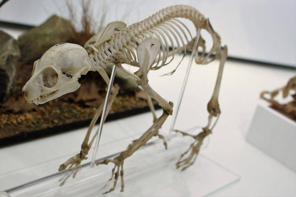 Tulang potto (commons.wikimedia.org/Emőke Dénes)