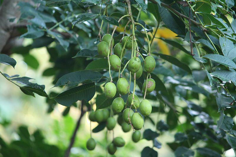 Ngidam Mangga Muda untuk Ibu Hamil, Amankah Dikonsumsi?