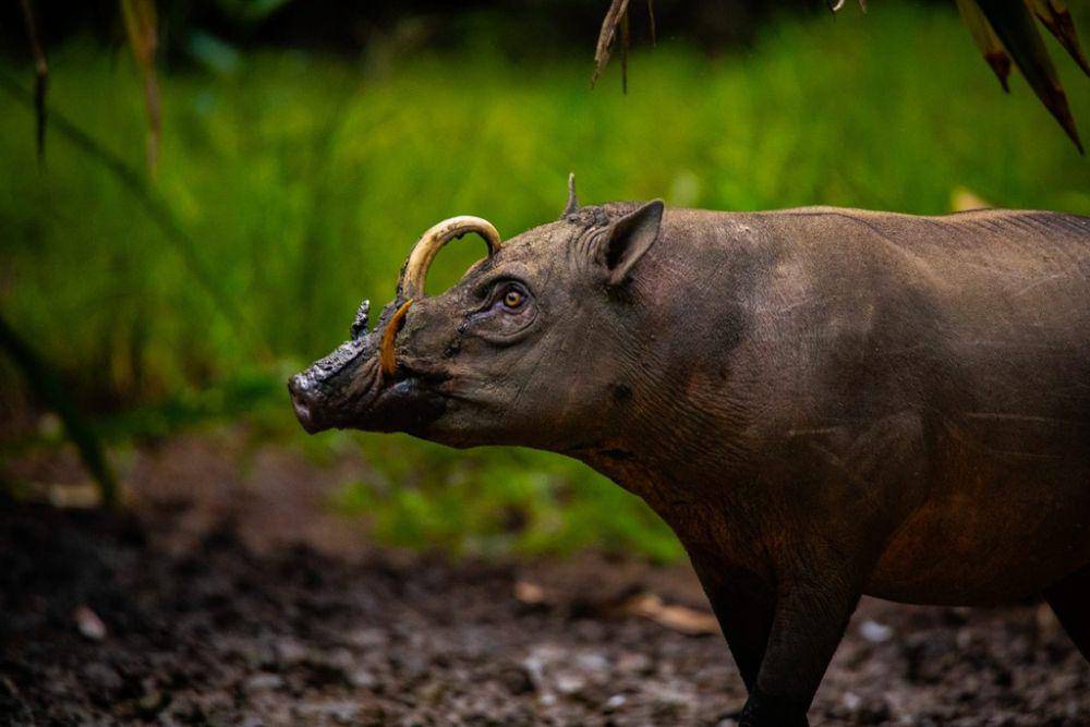 ilustrasi Babyrousa celebensis (inaturalist.org/roylesafaris)