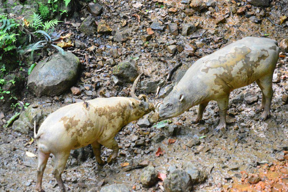 ilustrasi Babyrousa togeanensis (inaturalist.org/Rubieten)