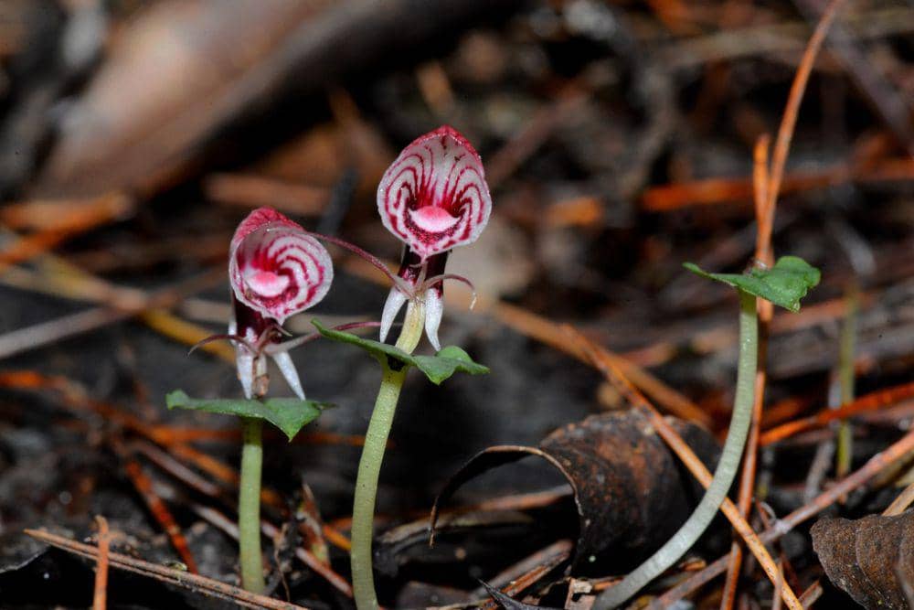ilustrasi Corybas himalaicus (inaturalist.org/narido)
