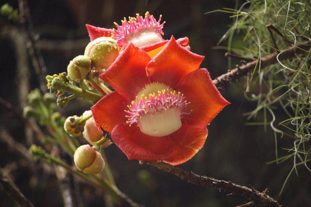 ilustrasi Couroupita guianensis (inaturalist.org/lalagom)