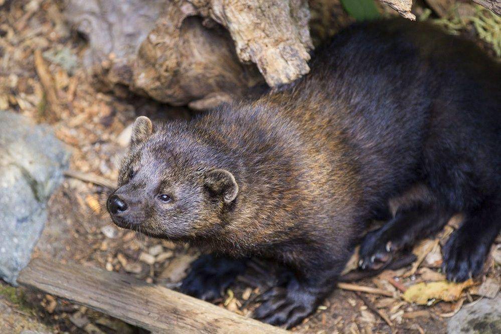 dua ekor fisher cat di antara dedaunan (Mount Rainier National Park/Emily Brouwer via commons.wikimedia.org)