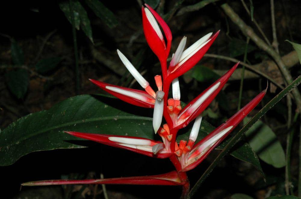 ilustrasi Heliconia angusta (inaturalist.org/valesca)