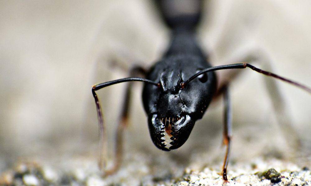 semut hitam (pixabay.com/sandeephanda)
