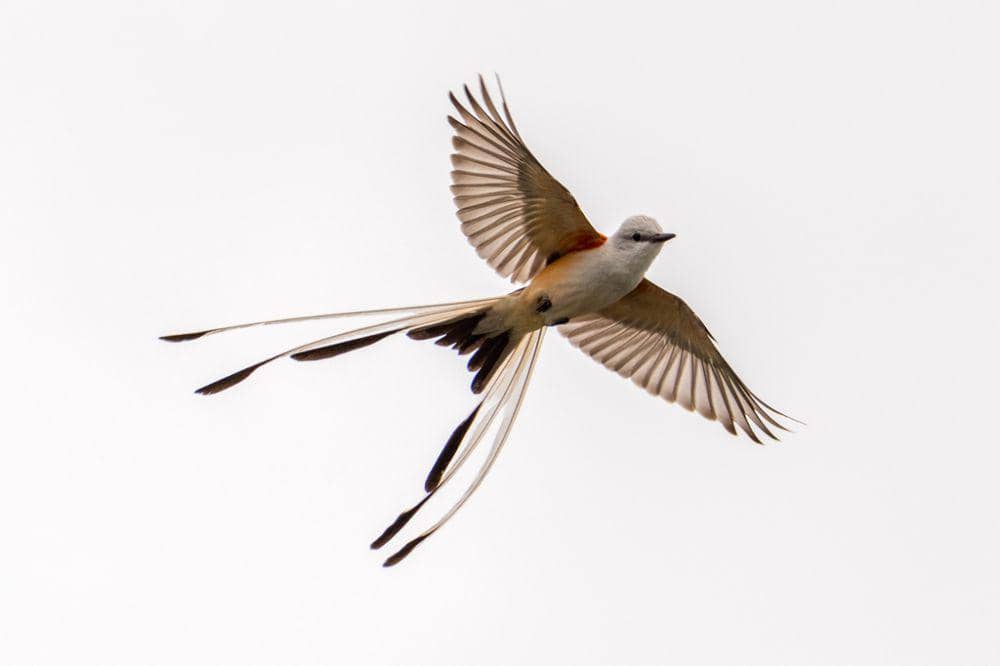 5 Fakta Unik Flycatcher Berekor Gunting, Ekornya Panjang dan Bercabang