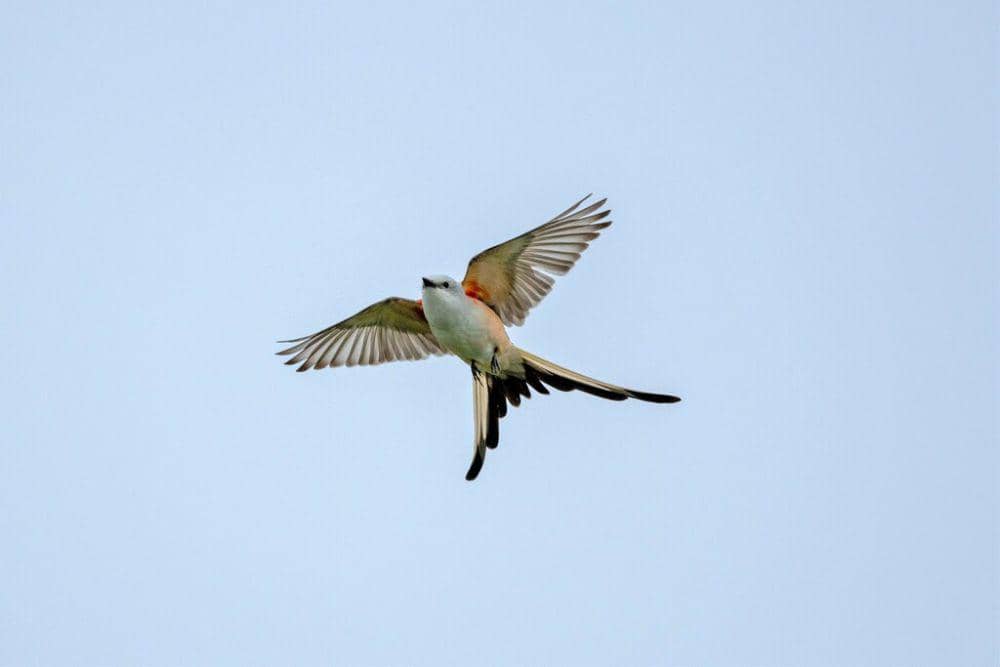 Flycatcher berekor gunting (inaturalist.org/Steve Kruse)