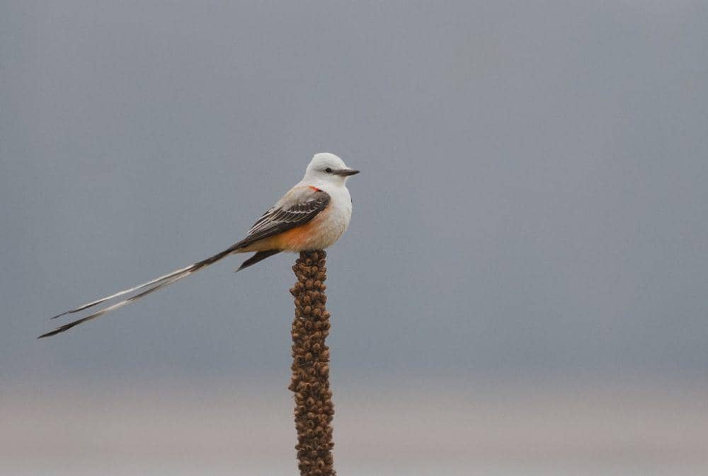 Flycatcher berekor gunting (inaturalist.org/Josh Vandermeulen)