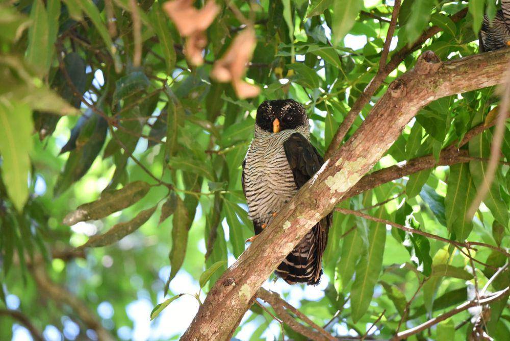 Burung hantu hitam putih (inaturalist.org/Brent Isojima)