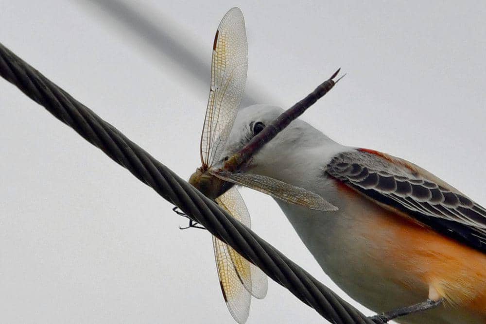 Flycatcher berekor gunting (inaturalist.org/Todd Fitzgerald)