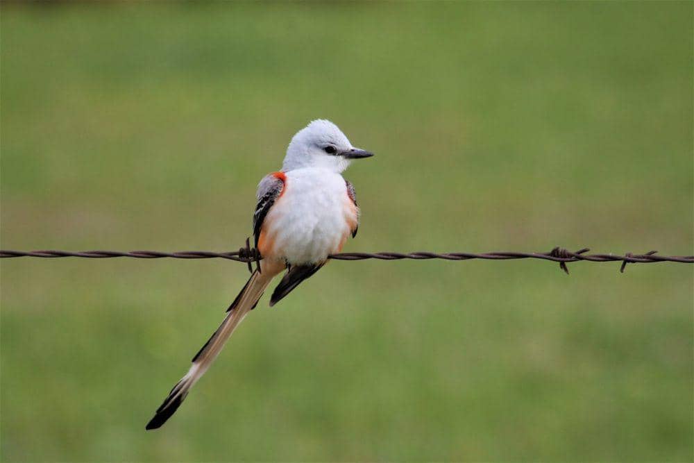 Flycatcher berekor gunting (inaturalist.org/Brady Schwab)