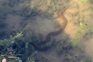 6 Fakta Belut Sawah Ternyata Spesies Ikan IDN Times