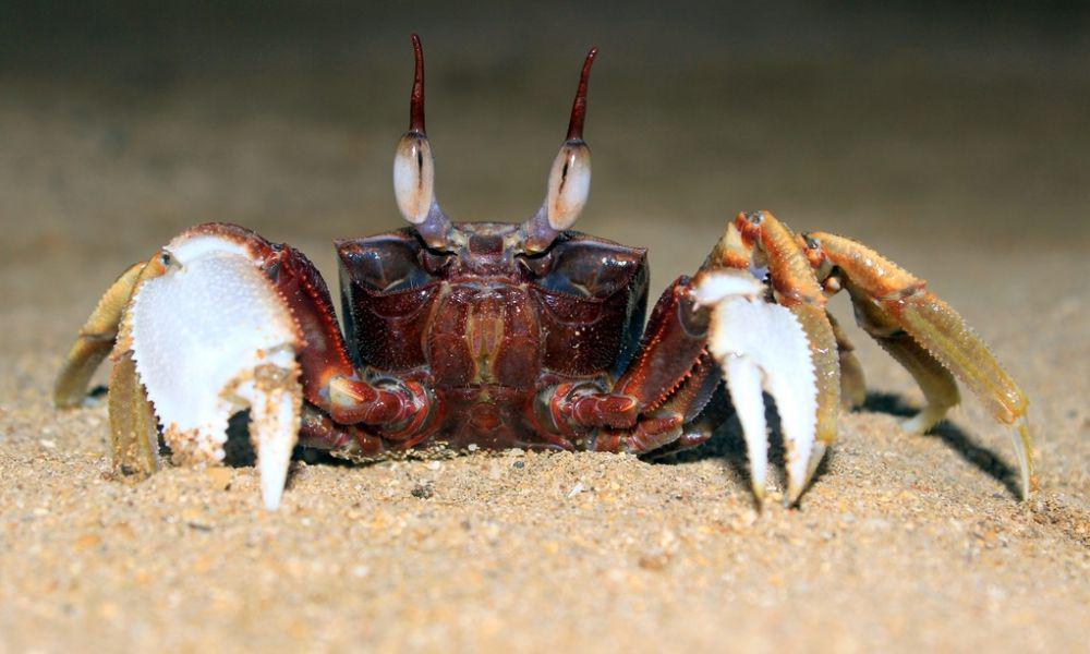7 Jenis Kepiting Hantu, Salah Satunya Ada yang Berwarna Merah Putih