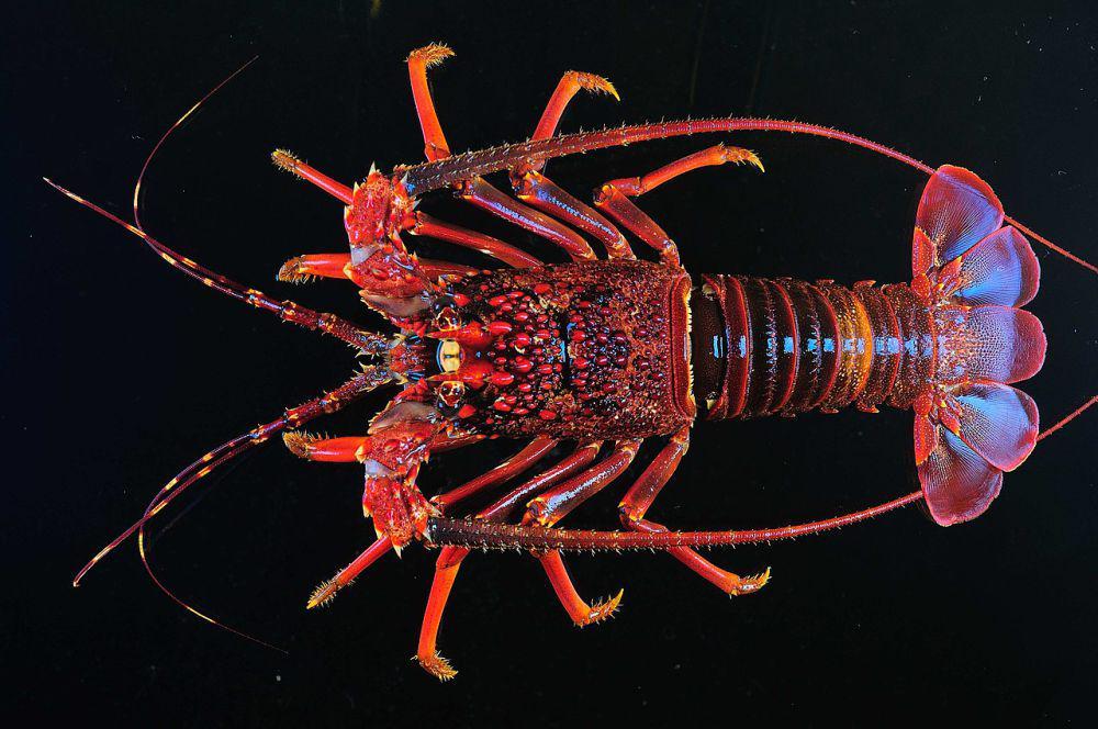 ilustrasi Panulirus homarus (commons.wikimedia.org/Chan T. Y. and Lin C. W.)