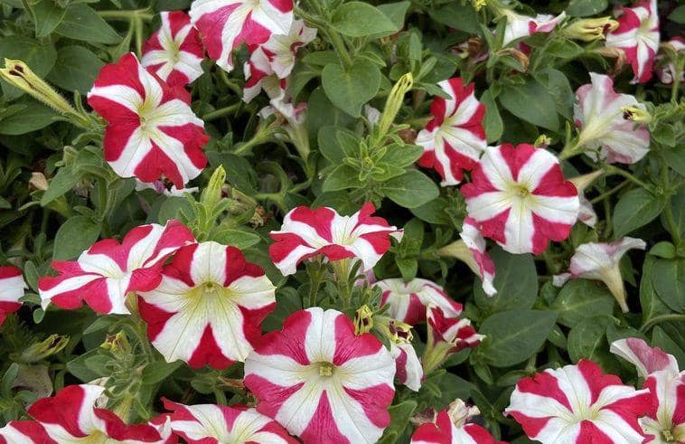 ilustrasi Petunia × atkinsiana (inaturalist.org/sorte_muld)