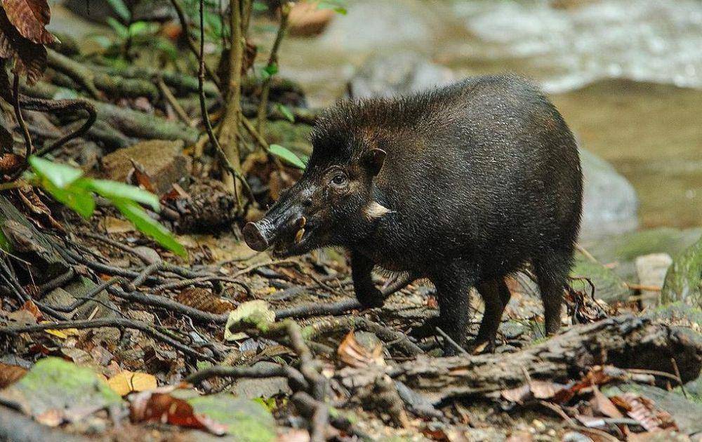 ilustrasi Sus celebensis (inaturalist.org/cclborneo)