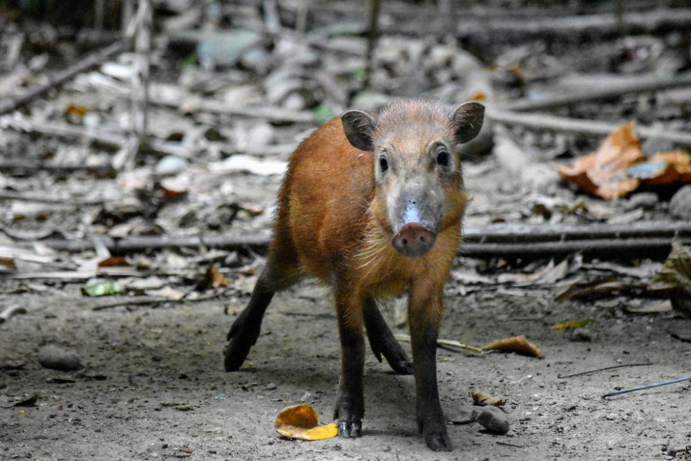 7 Spesies Babi Endemik Indonesia, Awas Jika Bertemu Ada yang Ganas!