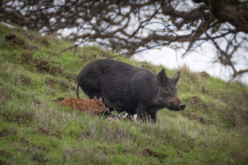 ilustrasi Sus scrofa (inaturalist.org/eric_graham)