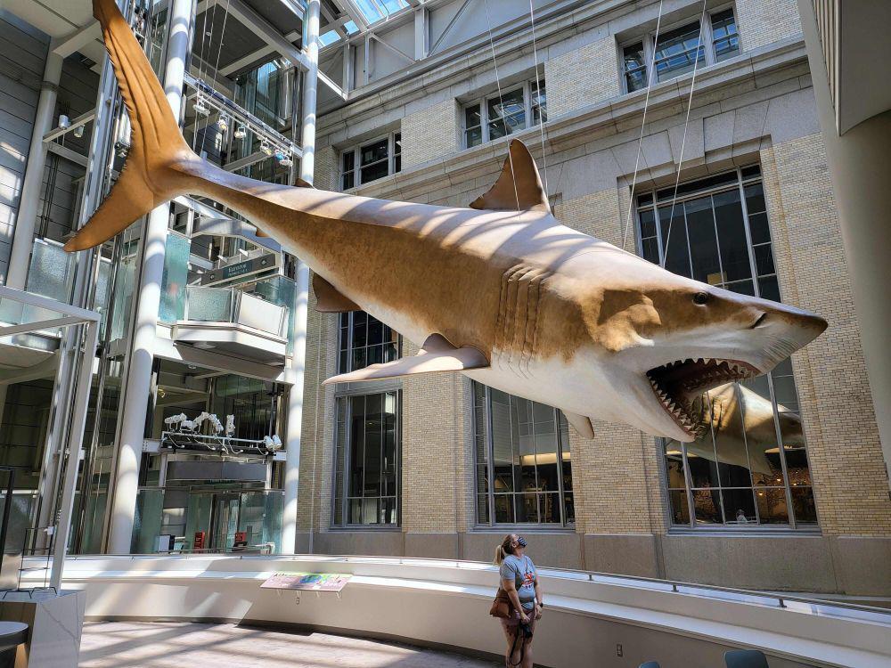 7 Potret Hal Unik di Museum Sejarah, Ada Mumi Kucing dan Megalodon?