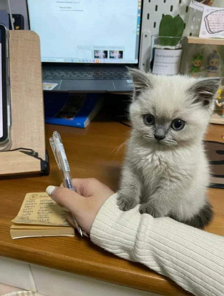 potret kucing ganggu pemiliknya belajar (reddit.com/user/BugReport13)
