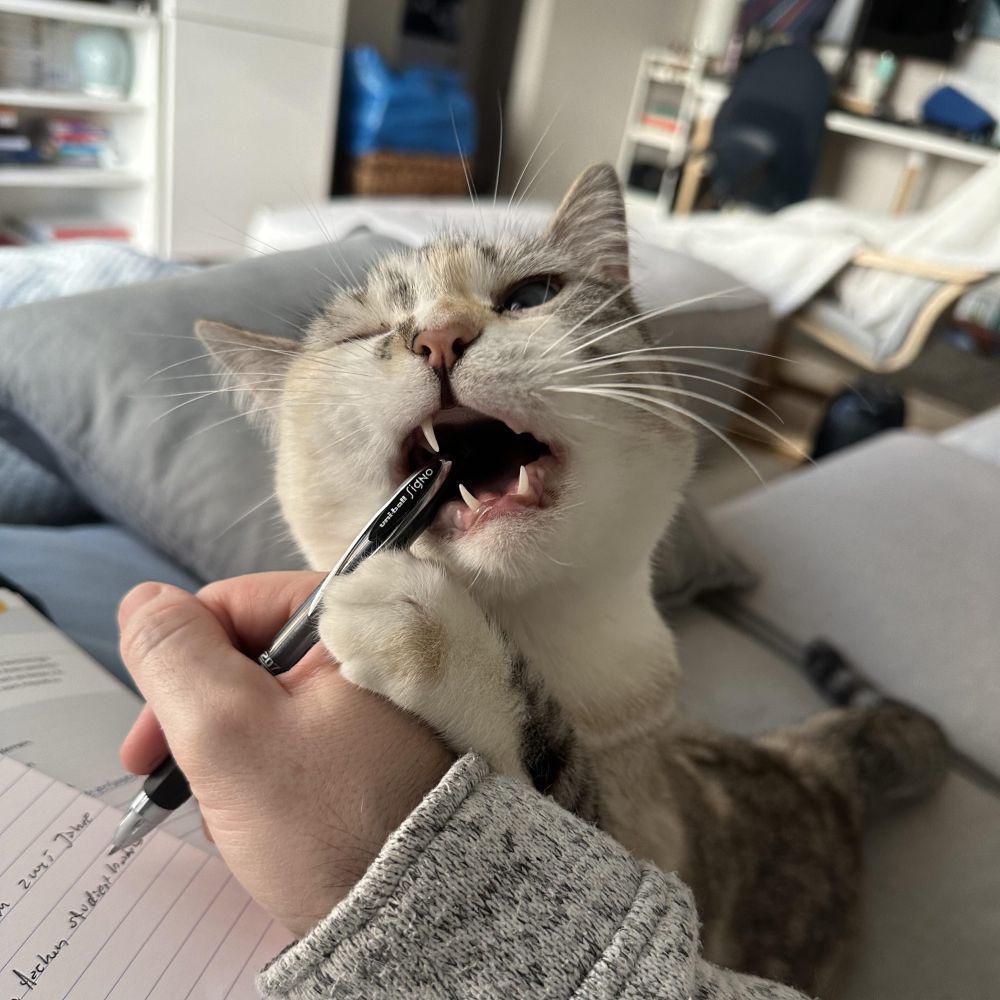 potret kucing ganggu pemiliknya belajar (reddit.com/user/t_scribblemonger)