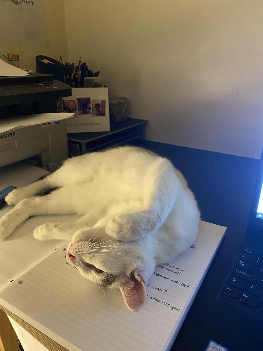 potret kucing ganggu pemiliknya belajar (reddit.com/user/Important-Theme2971)