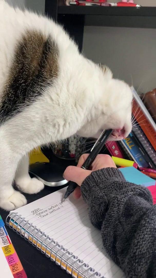 potret kucing ganggu pemiliknya belajar (reddit.com/user/unlucky_lady)