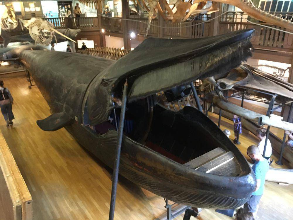 potret hal unik di museum sejarah (reddit.com/user/Fushigibama)