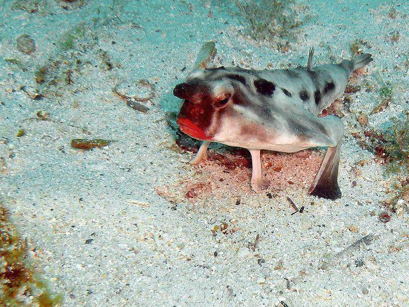 potret organ illicium yang mirip hidung dari ikan kelelawar berbibir merah (commons.wikimedia.org/Rein Ketelaars)