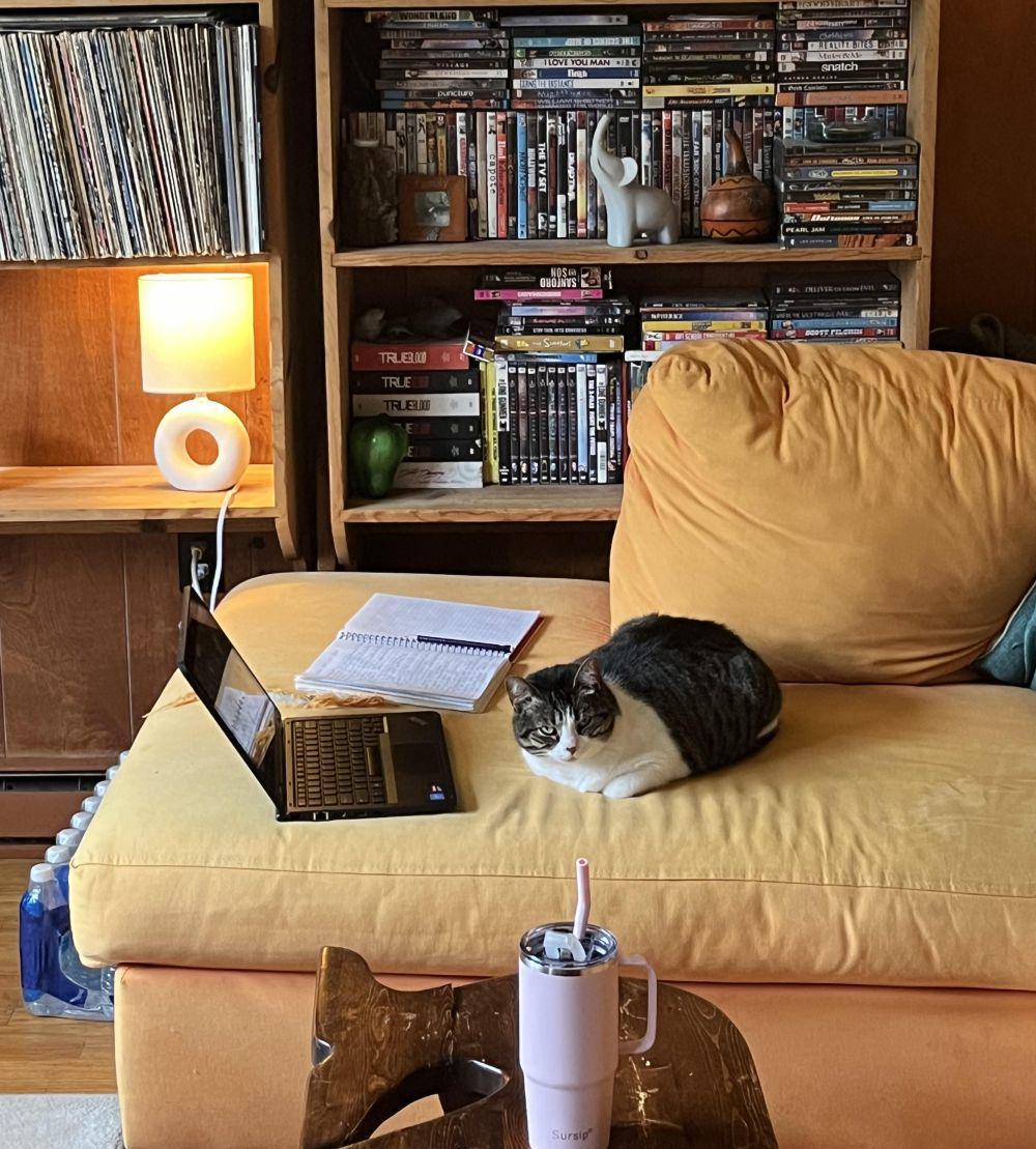 potret kucing ganggu pemiliknya belajar (reddit.com/user/infatuationrain)