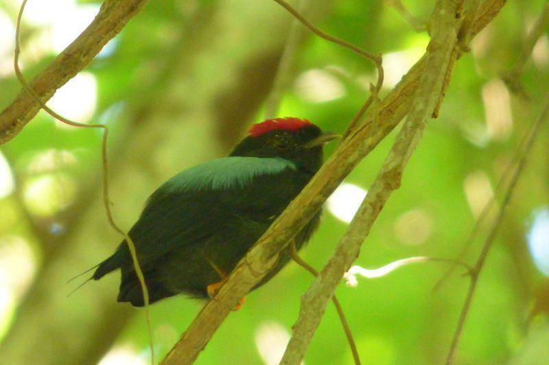 Ilustrasi burung Manakin Ekor Tombak (commons.m.wikimedia.org/Alejandro Bayer Tamayo)