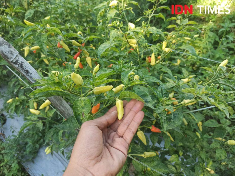 Harga Cabai di Banyuwangi Melonjak, Diprediksi Bakal Terus Naik