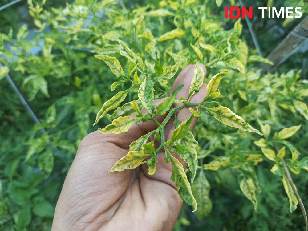 Virus kuning pada cabai/ bulai gemini. (IDN Times/ Agung Sedana)