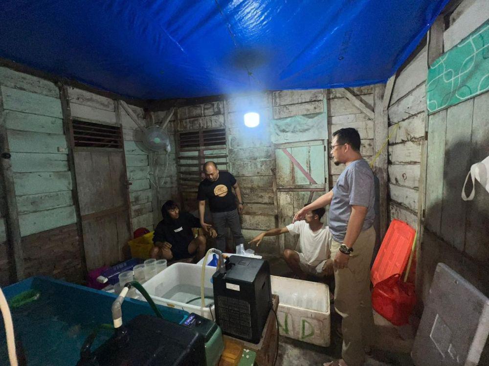 Gudang Pengemasan Benih Lobster di Pesibar Digerebek, Sita 7.500 Ekor!
