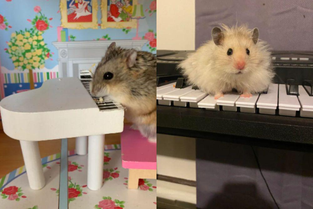 7 Foto Lucu Hamster Bermain Piano, Siap Jadi Maestro Hebat