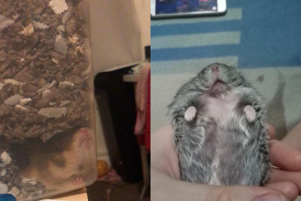 kolase potret hamster tidur menemplok di kaca (reddit.com/Apprehensive_Ear62 I reddit.com/Vickyhades)