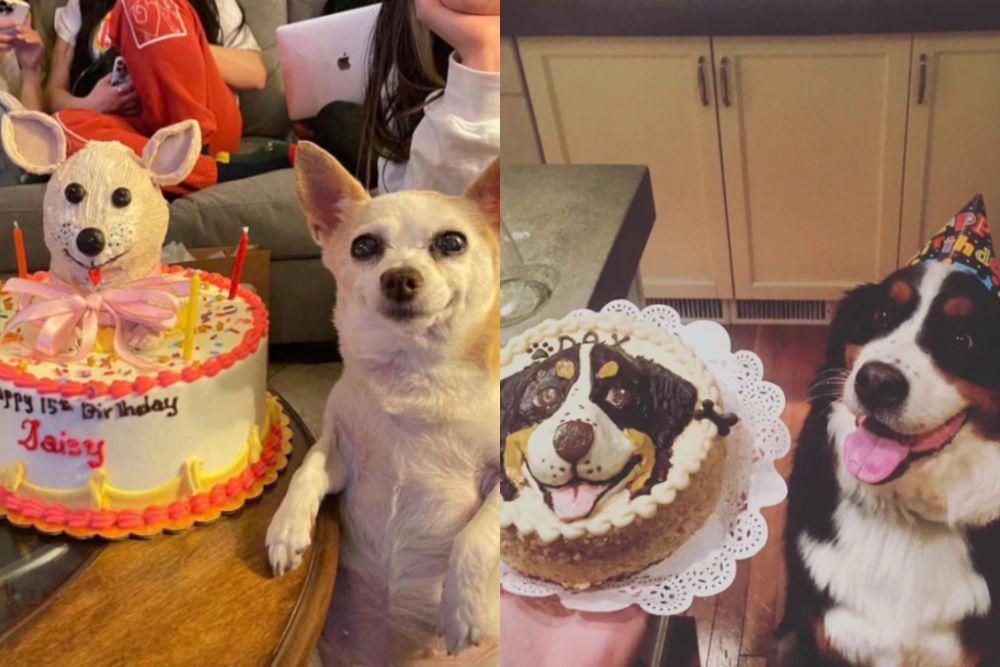 9 Foto Lucu Anjing Mirip Kue Ulang Tahunnya