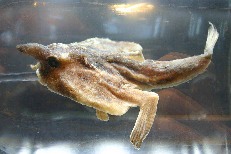 Ikan kelelawar berbibir merah yang ditangkap manusia biasanya untuk kebutuhan penelitian. (commons.wikimedia.org/ideonexus)