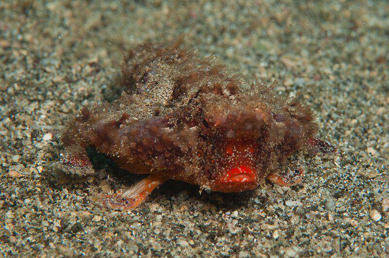 potret ikan kelelawar berbibir merah yang sedang berkamuflase (commons.wikimedia.org/Barry Peters`)