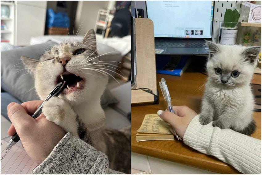 8 Foto Kucing Ganggu Pemiliknya Belajar, Gigit-gigitin Pulpen?