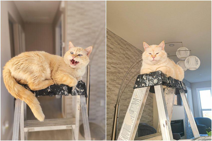 7 Foto Kucing yang Terobsesi dengan Tangga Lipat, Heran!