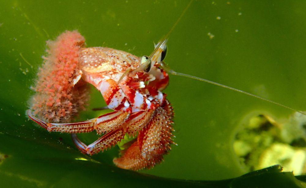 5 Spesies Kelomang Laut, Memiliki Cangkang yang Beragam dan Eksotis