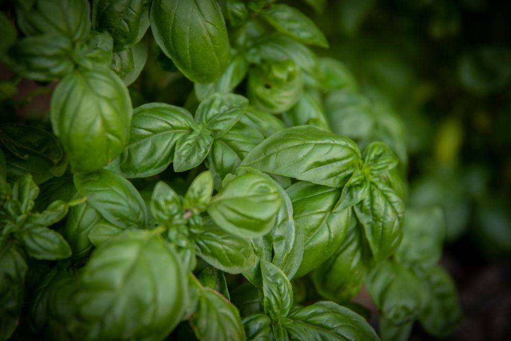 Basil adalah salah satu contoh tanaman pendamping yang bisa mengusir ulat tanduk (pexels/magda ehlers)