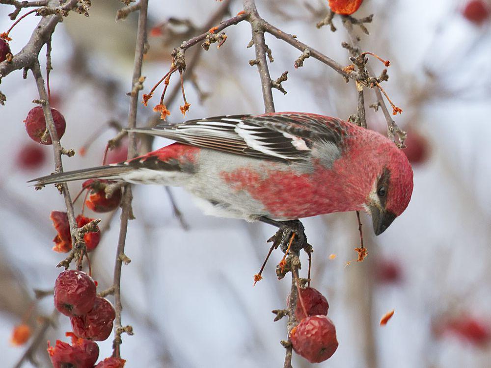5 Fakta Burung Pine Grosbeak, Memuntahkan Makanan demi Menyuapi Anak!