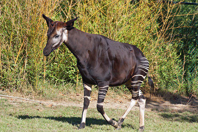 Berkerabat dengan Jerapah tapi Mirip Zebra? Ini 6 Fakta Okapi!