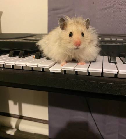 potret hamster bermain piano (reddit.com/Straight_Ace)