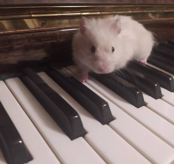 potret hamster bermain piano (reddit.com/wowziewhat)